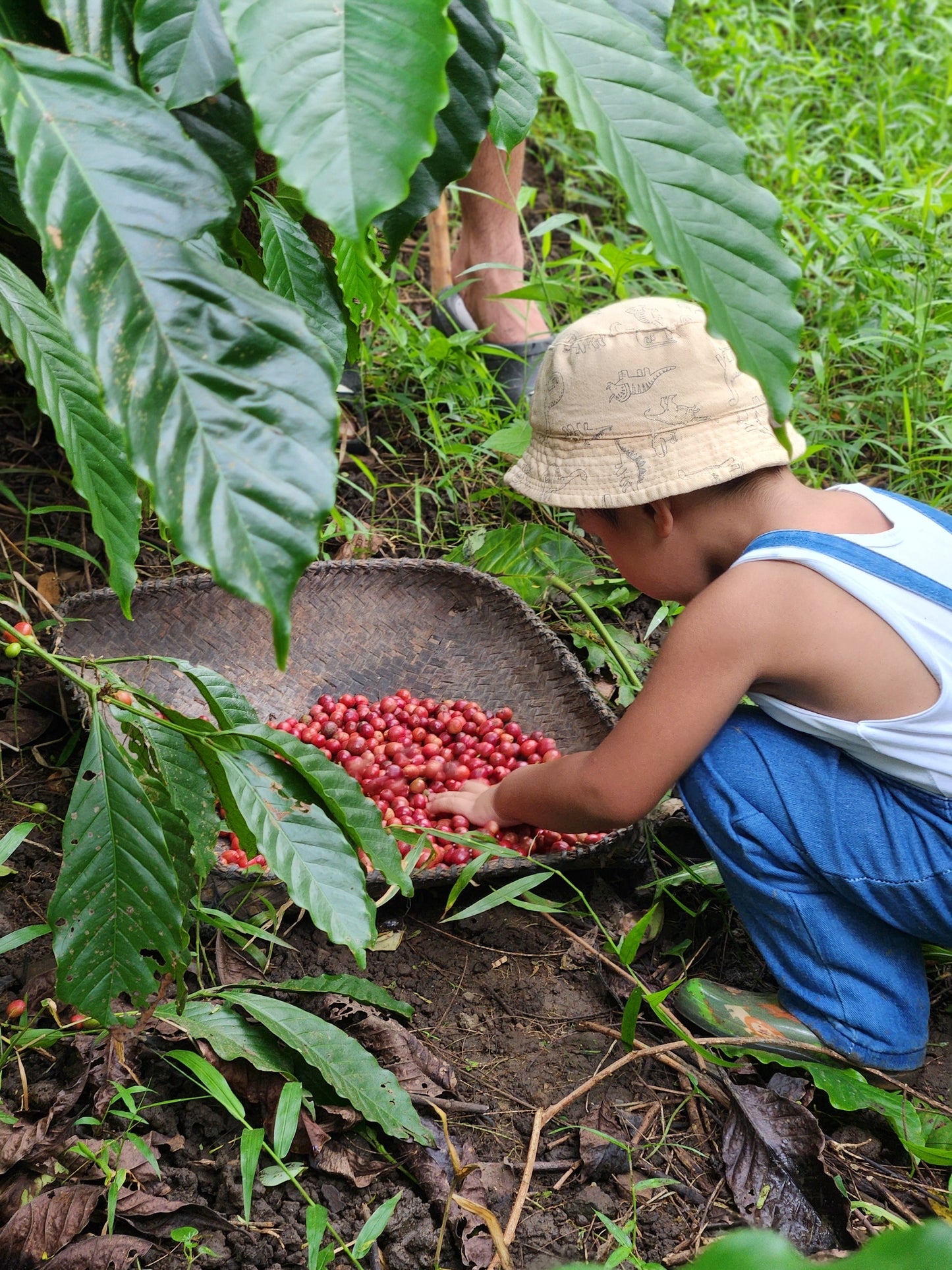 Berta Balabag La Carlota Robusta 100G