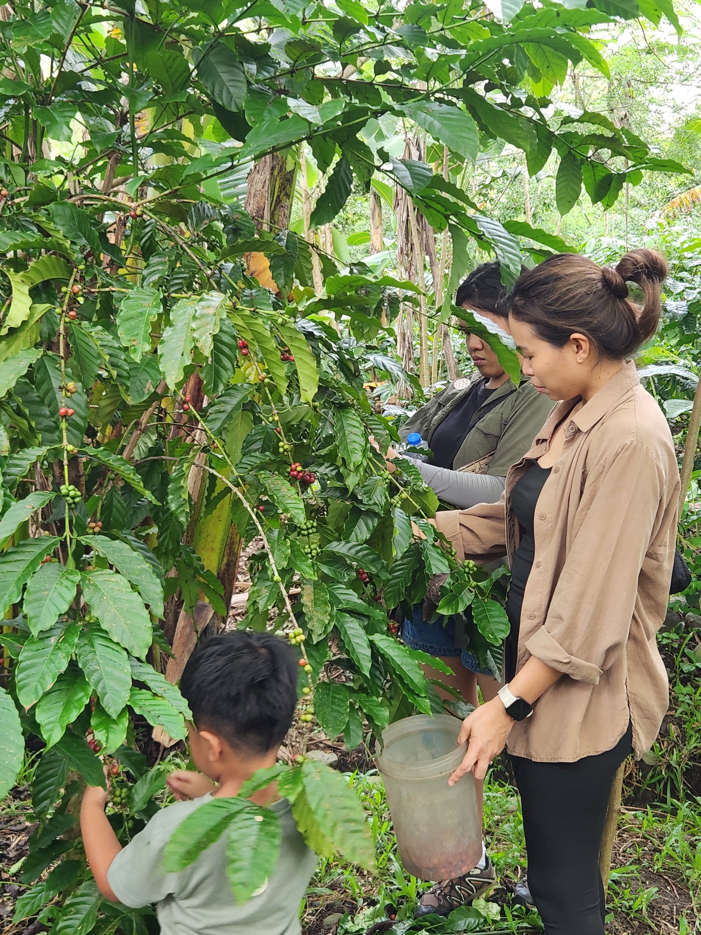 Berta Balabag La Carlota Robusta 100G